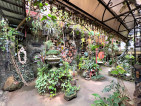 Prime Lot for Sale with Antique House, Visayas Ave., Quezon City